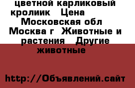 цветной карликовый кролиик › Цена ­ 1 000 - Московская обл., Москва г. Животные и растения » Другие животные   